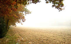 ősz, köd, szántóföld
