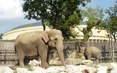 Budapesti állatkert két elefántja