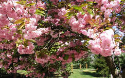japán cseresznye tavaszi virág tavasz kertek és parkok virágzó fa