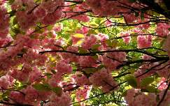 japán cseresznye virágzó fa