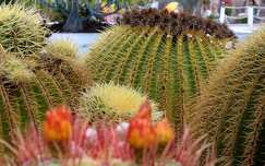Tenerifei kaktuszka