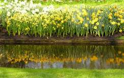 keukenhof tavaszi virág nárcisz tükröződés