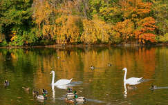 hattyú kacsa címlapfotó ősz vizimadár tükröződés tó