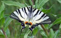 Fecskefarkú pillangó