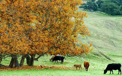 mező ősz szarvasmarha fa háziállat