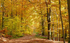 ősz út erdő