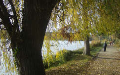 ősz fa út tó