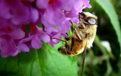 Virágporos méhecske