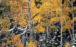 ősz fa erdő tél