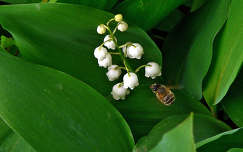 gyöngyvirág tavaszi virág méh rovar