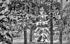 karácsonyfa fenyő címlapfotó erdő tél