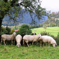 Ausztriai bárányok