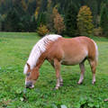 Ausztriai hegyi ló
