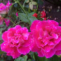 Rózsa vízcseppekkel. Fotó: Csonki