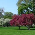 Virágzó fák a parkban