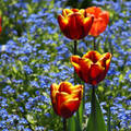 Tulipánok nefelejcsek között