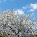 Virágzó cseresznyefa,     fotó: Kőszály