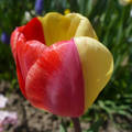 Két színű tulipán