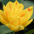 Tavaszi virág (tulipán)