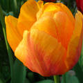 Narancs tulipán