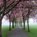 Skócia, Edinburgh, Meadows, Prunus serrulata fasor, köd, piros ruhás lány