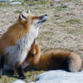 Fox in Prince Edward Island, Canada