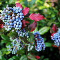 kék bogyós bokor (közönséges mahónia - Mahonia aquifolium)