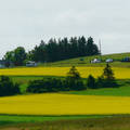Canola fields in Prince Edward Island, Canada