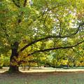 Szarvas - Arborétum - Őszi kocsányos tölgy - fotó: Kőszály
