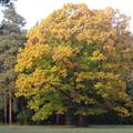 Szarvas-Arborétum-Kocsányos tölgy őszi 