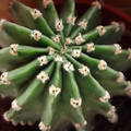 Kaktusz. Fotó: Csonki