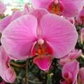 Orchidea  fotó: Kőszály