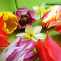 Virágkompozició - nárcisz és tulipán