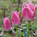 Rózsaszínű tulipán