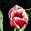 Tulipán Zalátán