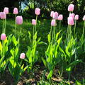 Kolozsvári rózsaszín tulipánok