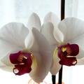 Fehér orchideák