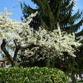 Virágzó fa