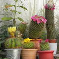 virágzó kaktuszok