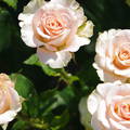 Rózsaszín rózsák