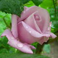 Halványlila rózsa