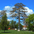 Óriás fenyő a gödöllői Grassalkovich királyi kastély udvarán,Fotó:Szolnoki Tibor