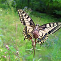 Fecskefarkú lepke (Papilio machaon),Fotó:Szolnoki Tibor