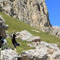 Jatszo kecskegidak az Olasz Alpokban