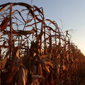 Kukoricás naplementekor