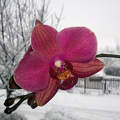 Orchidea-Nagybörzsöny