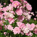 Talajtakaró rózsa