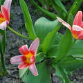 Három tulipán