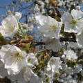 Nagykörűi cseresznye fa virág