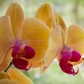 Orchidea csoda...